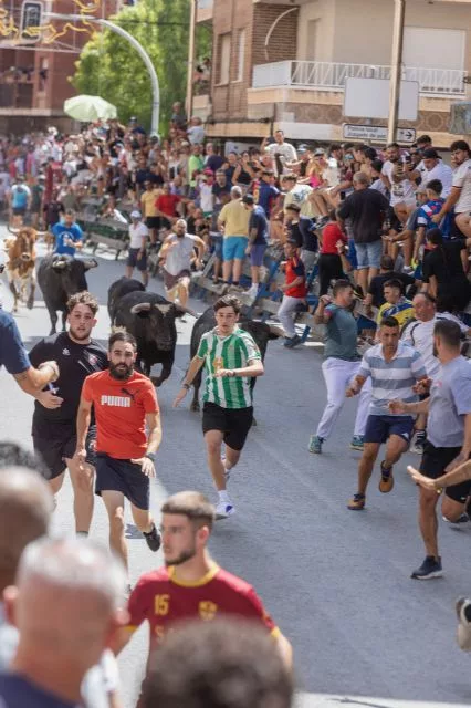 Corredores y astados de Valdellán durante el cuarto encierro de las fiestas patronales de Blanca en la Gran Vía.
